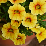 Calibrachoa Portucal Patio Yellow Red